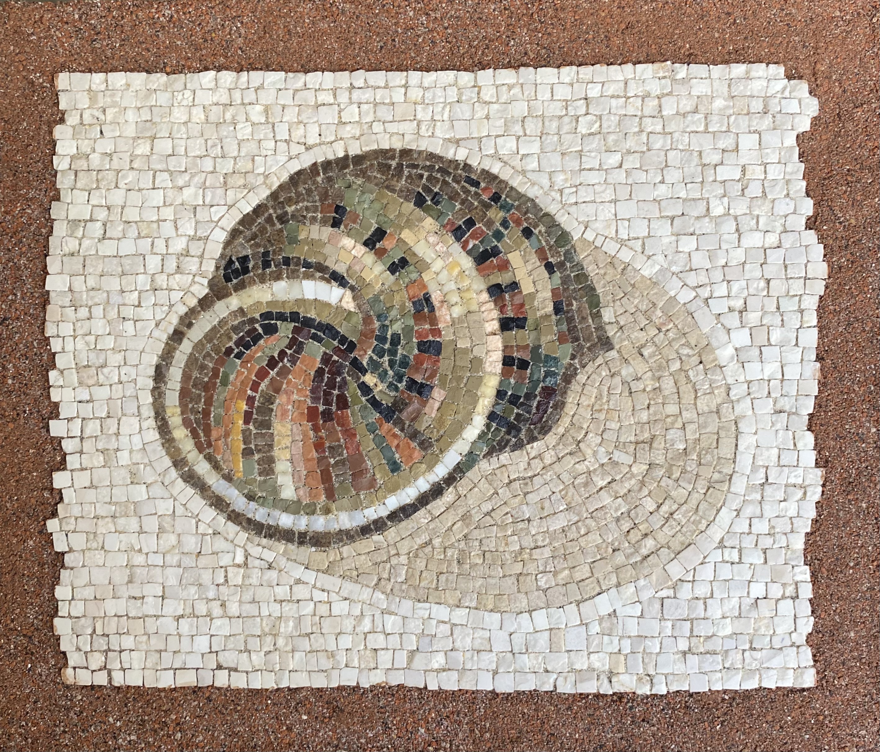 Snail shell